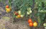 Фото, отзывы, описание, характеристика, урожайность, видео сибирского сорта томата «Метелица»
