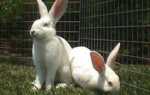 Белые великаны (кролики): описание породы и разведение