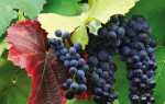 Сорта винограда по алфавиту от А до Я: особенности и характеристики