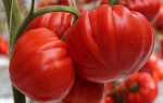 Вредители томатов: описание и фото, как бороться, профилактические обработки