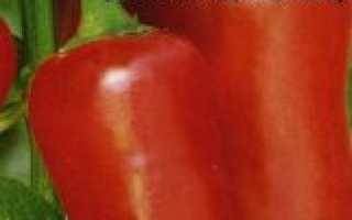 Перец Ласточка: отзывы, фото, урожайность, описание и характеристика