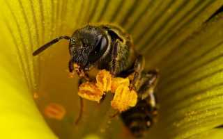 Что едят пчелы