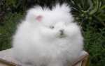 Ангорский кролик: карликовый, декоративный, фото, цена