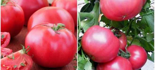 Томат Розовый мясистый: описание, фото, отзывы