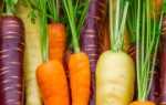 Лучшие сорта моркови для Подмосковья: описание, фото