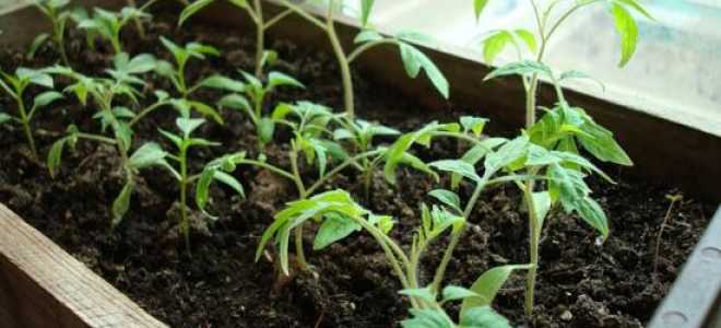 Томат Генерал f1: описание сорта и секреты выращивания