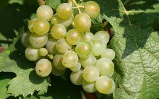 7 самых морозостойких сортов винограда: зимостойкие и неукрывные для беседки и арки