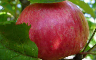 Яблоня — Штрифель: описание сорта, фото, отзывы