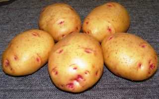 Сорт картофеля Барон: фото и описание