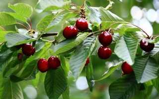 Радонеж вишня: характеристика и описание сорта, выращивание и уход