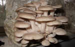 Купить мицелий (семена) грибов