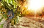 Как укрыть виноград на зиму в средней полосе