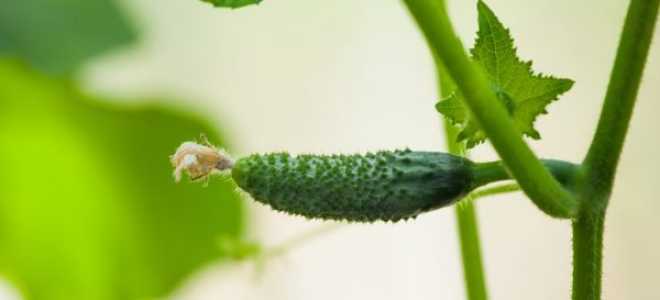 Пикировка рассады огурцов: видео