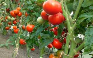 Как вырастить помидоры без рассады? Мужик в