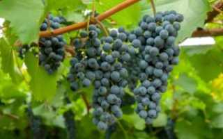 Виноград Таежный описание сорта, особенности выращивания, фото и отзывы