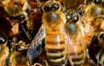 Пчелы Карника: особенности и характеристика породы