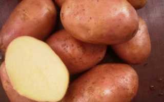 Описание сорта картофеля — Ильинский — (8 фото): характеристика и вкусовые качества, отзывы