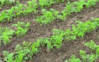 7 способов посадки моркови без прореживания: с песком, в гранулах, на ленте и другие