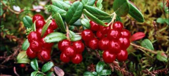 Клюква при подагре: можно или нет