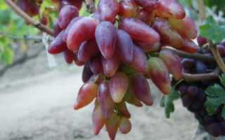 Виноград Дубовский розовый: описание сорта, урожайность