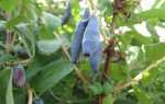 Жимолость Голубое веретено описание и характеристика сорта, выращивание и уход, отзывы, фото