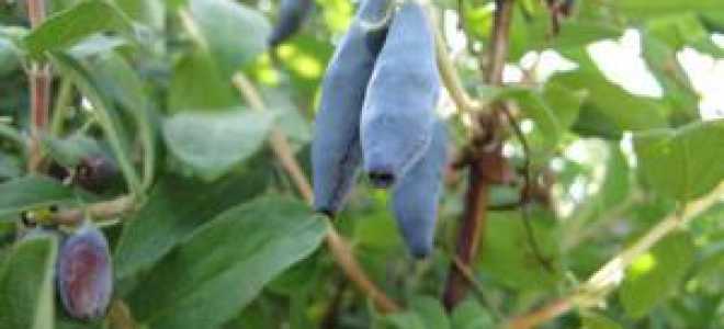 Жимолость Голубое веретено описание и характеристика сорта, выращивание и уход, отзывы, фото