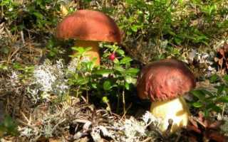 Мицелий белых грибов: как выращивать