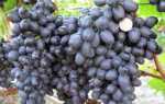 Виноград Аттика: описание сорта, фото, отзывы