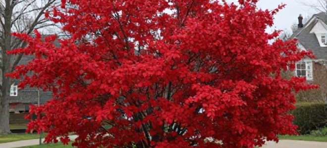 Бересклет крылатый — Чикаго Файер — Euonymus alatus Chicago Fire фото и описание