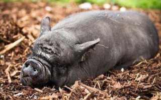 Вислобрюхая вьетнамская свинья: все о породе