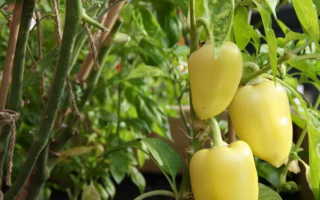Чем подкормить перец во время цветения завязи плодоношения в теплице и открытом грунте Подкормки в мае июне июле августе сентябре