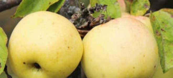 Вино из яблок – простой рецепт, способы приготовить яблочный сидр, вино из яблочного пюре