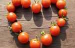 11 лучших сортов томатов для теплицы и открытого грунта – рейтинг от наших читателей, На грядке ()
