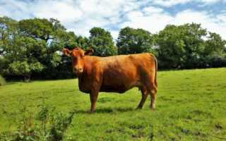 Пироплазмоз КРС: этиология, причины и признаки, симптомы и лечение крупного скота