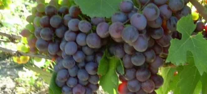 Виноград Русский ранний: описание сорта, фото, отзывы