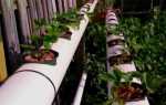Как посадить и вырастить клубнику в ПВХ трубах горизонтально: инструкция