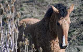 Лошади башкирской породы: описание, характеристики и фото