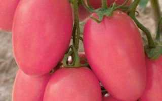 Томат розовая стелла: отзывы, уход, описание сорта и урожайность