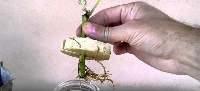 Способы размножения шелковицы