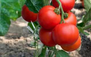 Какие семена помидор урожайные и низкорослые