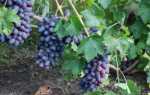 Байконур (виноград): характеристики, описание сорта и фото