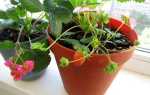 Клубника на балконе: выращивание пошагово, можно ли вырастить, ампельная клубника