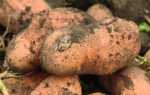 Картофель Ароза: описание и характеристика сорта, урожайность с фото