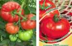 Томат Первоклашка: характеристика и описание сорта, урожайность с фото