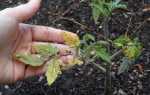 Рассада помидор: почему желтеют листья и плохо растёт, что делать