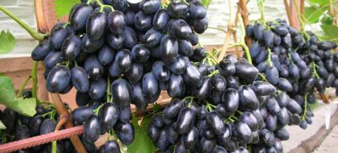 Виноград Надежда Азос: описание сорта, достоинства и недостатки