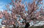Дерево миндаль: посадка и уход в открытом грунте, цветение