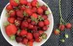 Клубника богота: описание сорта, характеристика ягод, выращивание и отзывы