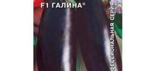 Баклажаны Галина f1: отзывы и описание сорта