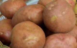 Картофель Ирбитский: описание сорта, фото, отзывы, рекомендации по выращиванию, характеристика, урожайность